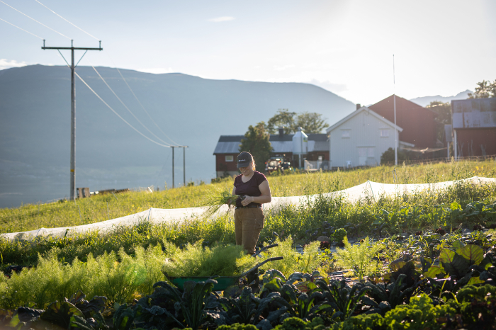 Arbeid i grønnsakshagen Person som arbeider i grønnsakshagen på gården i kveldslys