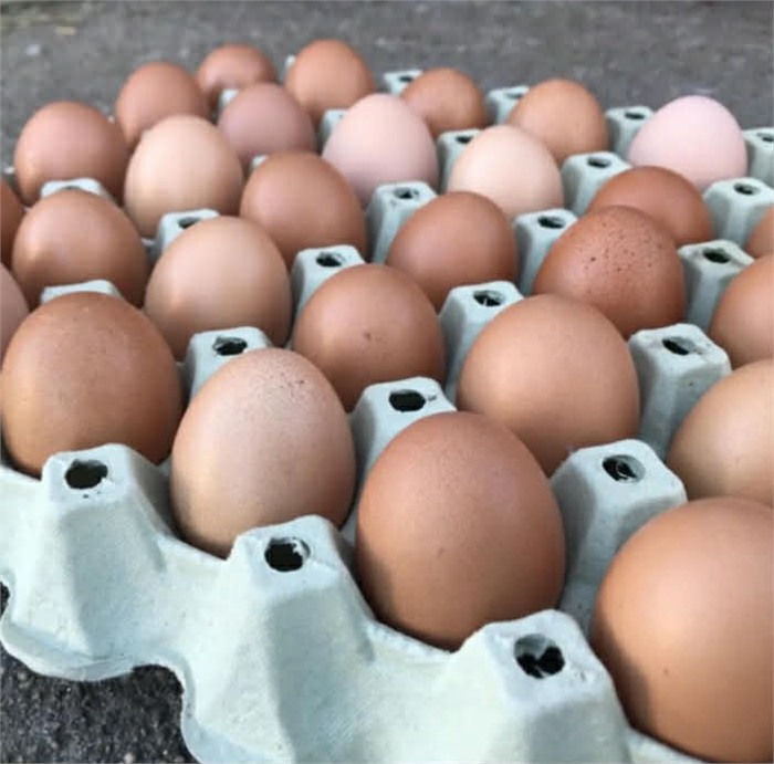 Ferske egg i brett Brune og lyse egg i eggebrett