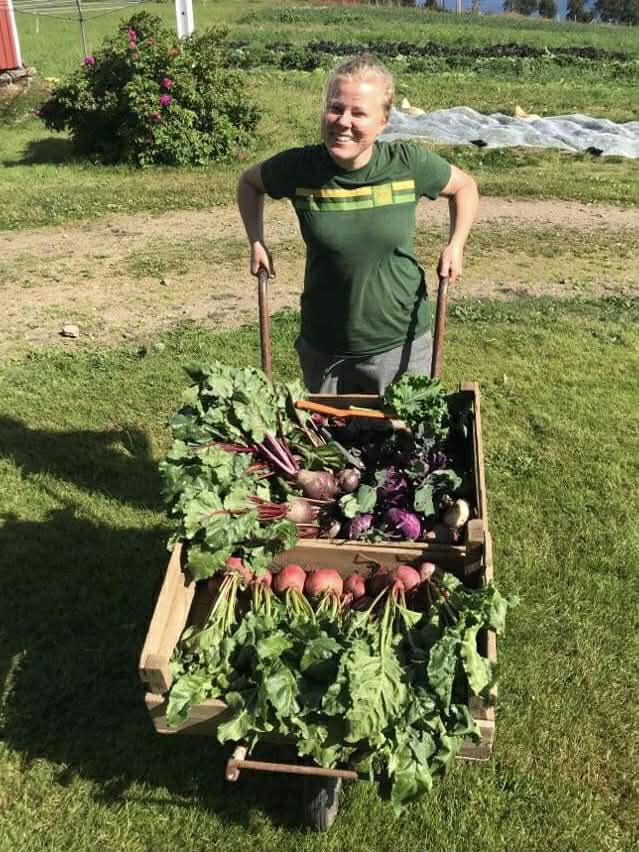 Grønsakshøsting på gården Person med trillebår full av nyhøstede grønnsaker på gården