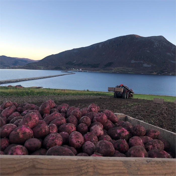 Store mengder gårdspoteter Store mengder gårdspoteter ved fjorden med traktor i bakgrunnen